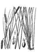 Слика од Carex glaucescens Elliott