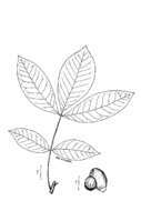 Image of pignut hickory