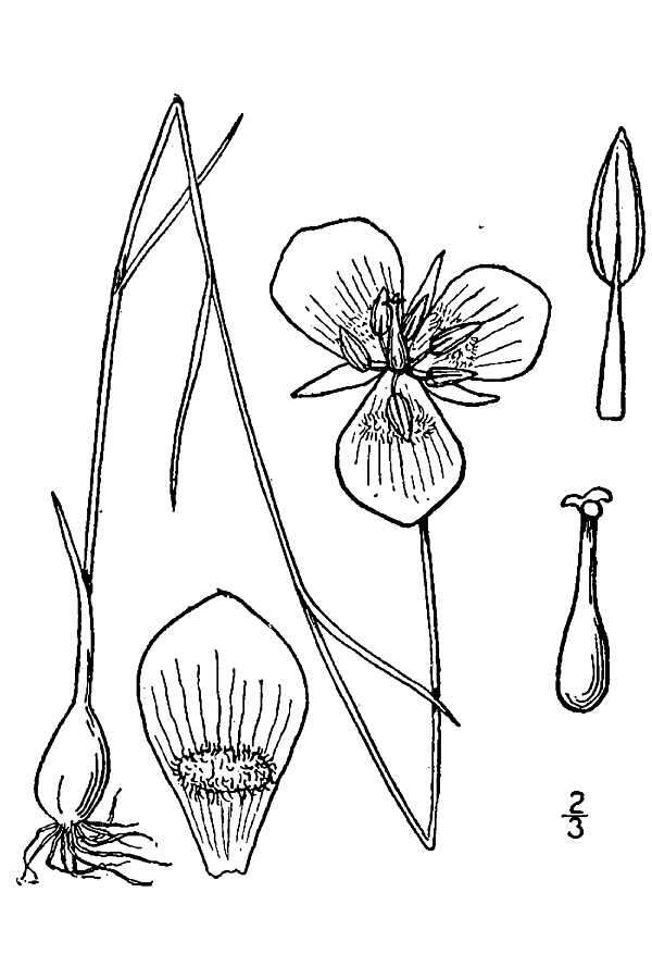 Image of Gunnison's mariposa lily