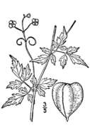 Image of balloon vine
