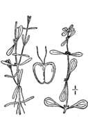 Image of Two-headed water-starwort