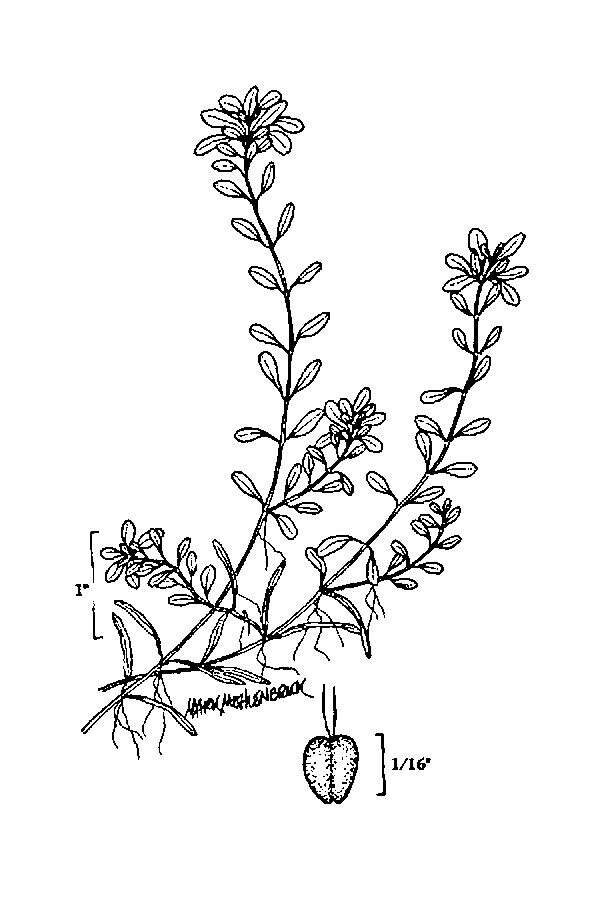 Image of Two-headed water-starwort