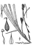 Image of Hairy Sedge