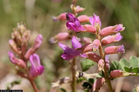 Image of ashen milkvetch