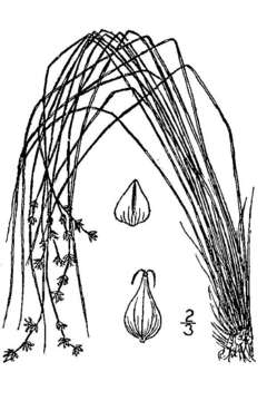 Image of prickly bog sedge