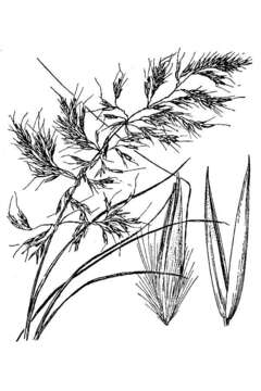 Image of Howell's reedgrass