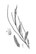 Image of Shoreline sedge