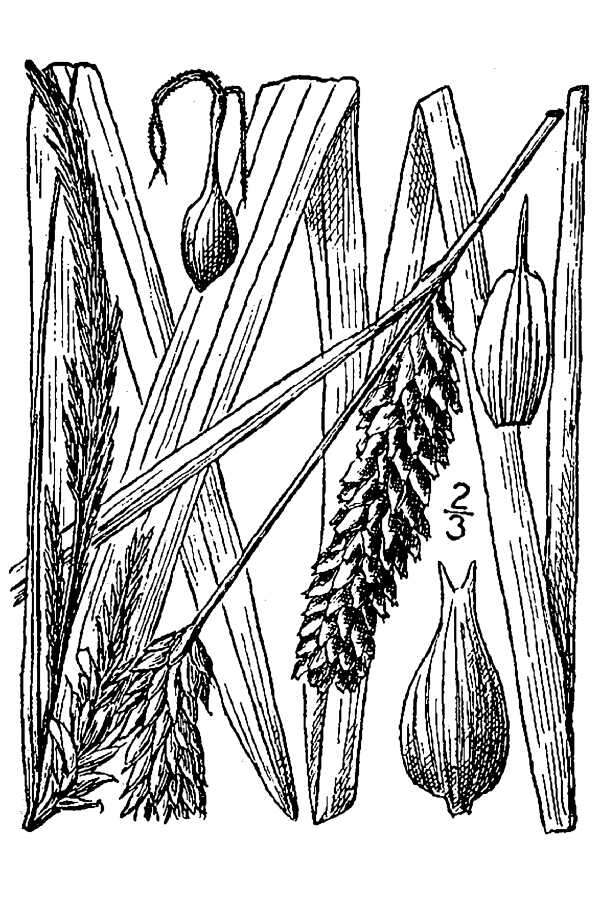 Image of Shoreline sedge