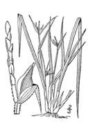 Image of James' sedge