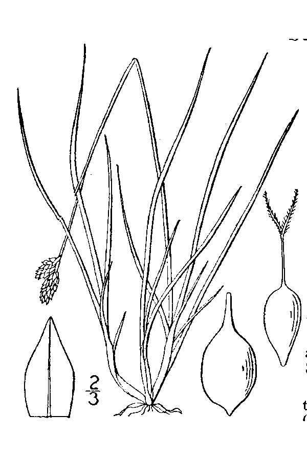 Image of Twoparted Sedge