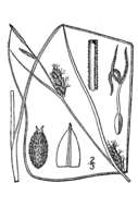 Image of slender sedge