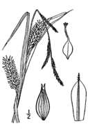 Image of Hairy sedge