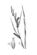 Image of Hairy sedge