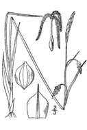 Image of mud sedge