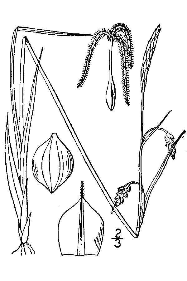 Image of mud sedge