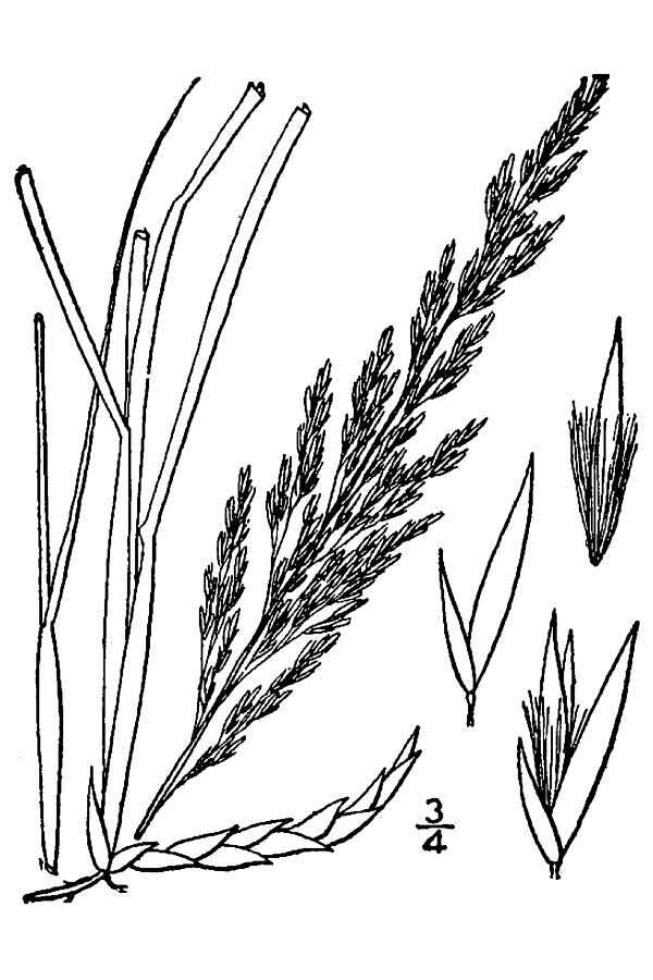 Image of prairie sandreed