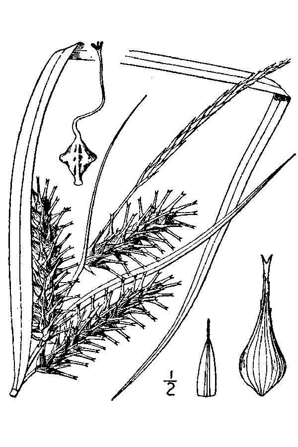 Image of false hop sedge