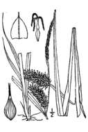 Image of shallow sedge