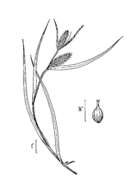 Image of shallow sedge