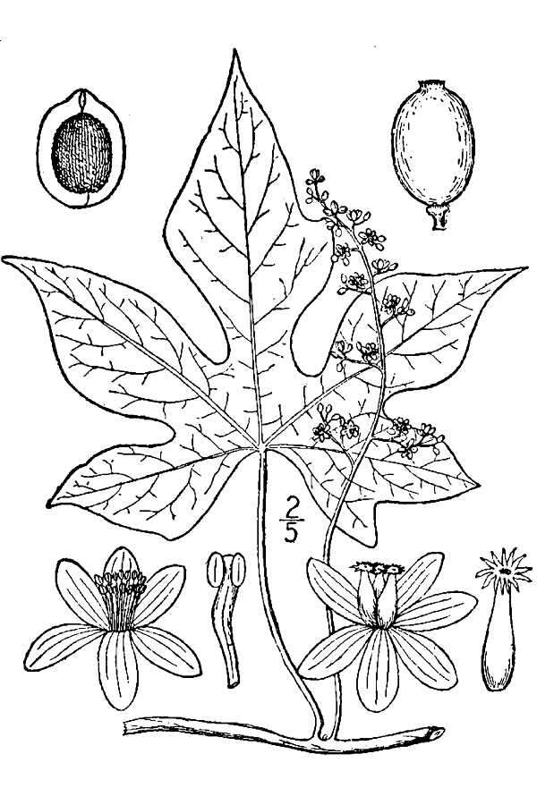 Image de Calycocarpum lyonii (Pursh) Nutt. ex A. Gray