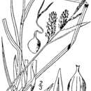 صورة Carex stenolepis Less.