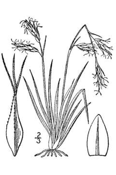 Carex fuliginosa Schkuhr resmi