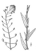 Image of littlepod false flax