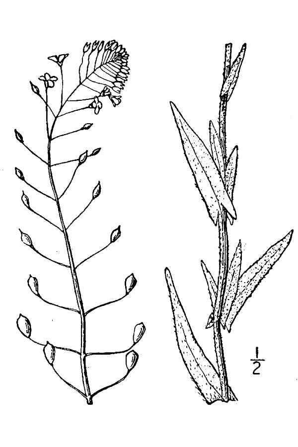 Image of littlepod false flax