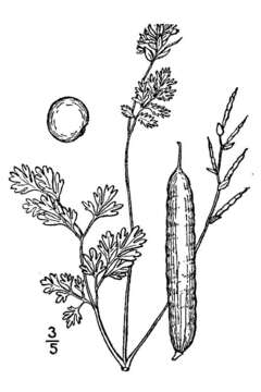 Image of smallflower fumewort