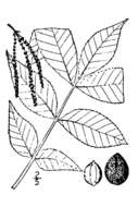 Image of pignut hickory