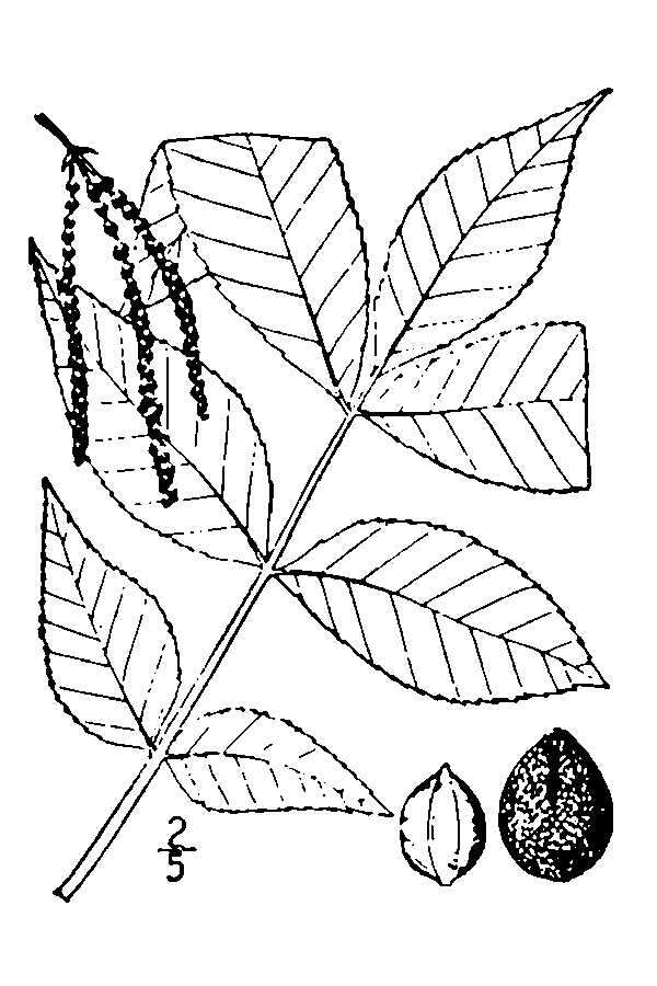 Image of pignut hickory