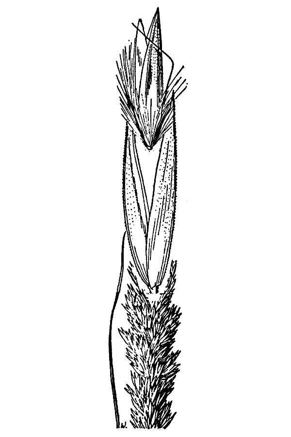 Image of plains reedgrass