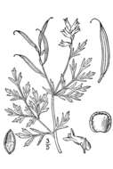 Image de Corydalis curvisiliqua subsp. occidentalis (Engelm. ex A. Gray) W. A. Weber