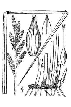 Слика од Carex muskingumensis Schwein.