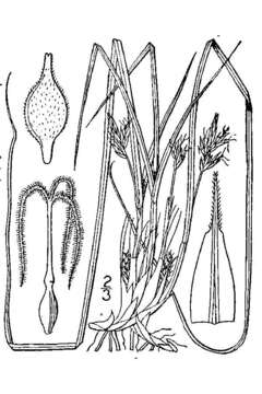 Image of black edge sedge