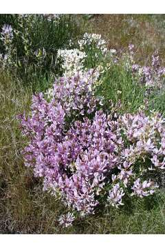 Image of Toano milkvetch