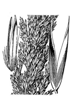 Image of Pacific reedgrass