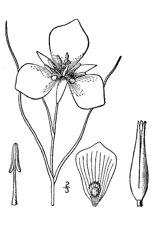 Image of sego lily