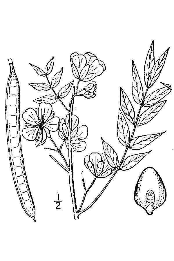 Image of septicweed