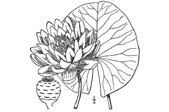 Image de Nymphaea odorata subsp. odorata