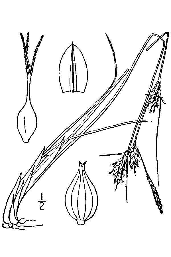 Image of Fewseed sedge