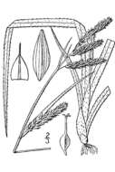 Image of Sharp-Scale Sedge