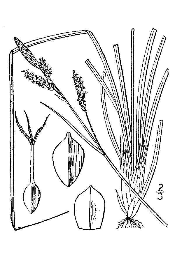 Image of Parry's Sedge