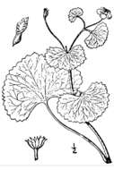 Caltha palustris subsp. palustris的圖片