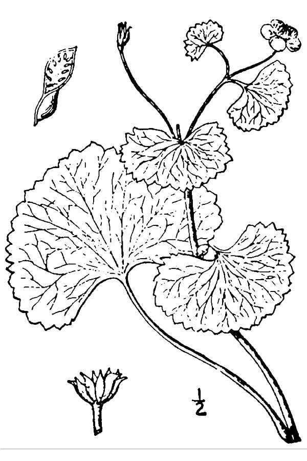 Plancia ëd Caltha palustris subsp. palustris