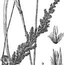 Image de Calamagrostis perplexa Scribn.