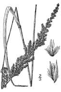 Image of Wood Reed Grass