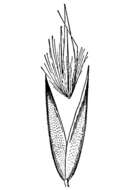 Image of Wood Reed Grass