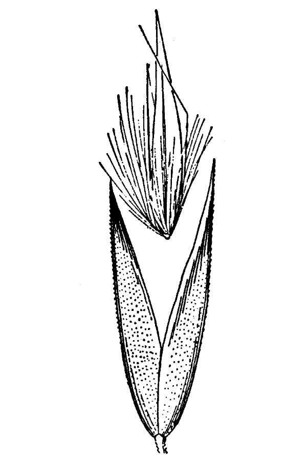 Image of Wood Reed Grass