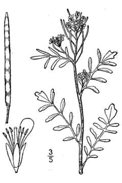 Image of Pennsylvania bittercress